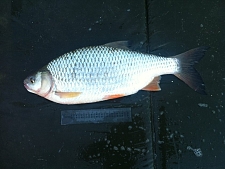3lbs1 Caught by Dave Taylor