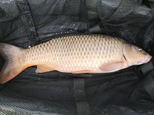20lbs4 Caught by James Brown 