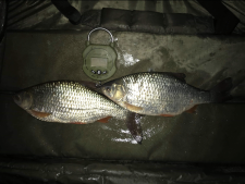 2lbs8 Caught by Darryn Stolworthy