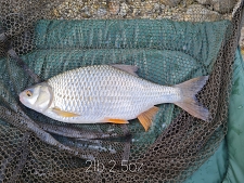 2lbs2 Caught by mark waring